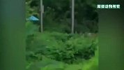 一条蛇误把电线当藤蔓，“砰”的一声，瞬间被炸得“血肉模糊”