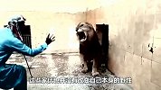 狮子闹脾气不肯进铁笼，男子踢了它一脚，下一秒会发生什么？
