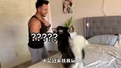 男主人突然倒在床上，哈士奇会是啥反应？镜头记录爆笑全程