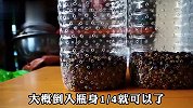 废弃水瓶千万别扔，用它来发豆芽4天收获爆棚，在家无土就能种植