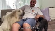 主人从外面带回只小奶猫，金毛气的都要开口骂人了，场面笑爆了
