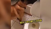 这是谁家的狗子，蹲马桶的动作那叫一个娴熟！