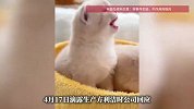 女子称用了宠物消毒液后，致5幼猫死亡？专家解读