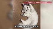 女子称用了宠物消毒液后，致5幼猫死亡？专家解读