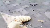 房顶上有两条毛茸茸的“大腿”，拔出来一看，才知原来是它作怪！