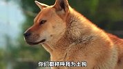 如果中华田园犬会说话，他想说什么？