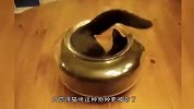 猫咪真的是“液体动物”吗？看完瞬间涨知识了