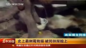 史上最倒霉熊猫 被同伴尿脸上