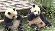 熊团子从同伴嘴里抢竹子吃，场面笑爆了，哈哈