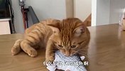主人买了个玩具鱼，猫咪还以为是活鱼，接下来忍住别笑