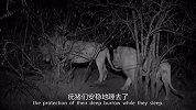 还是狮子聪明！趁夜晚挖坑猎食野猪，画面太凶猛了