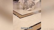 女子称保洁阿姨不慎夹断猫腿拒绝赔付，双方陷入争执