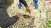 流浪狗躲进洞里，男子发现准备带回家，狗狗却一直用可怜眼神瞪你