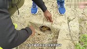流浪狗躲进洞里，男子发现准备带回家，狗狗却一直用可怜眼神瞪你