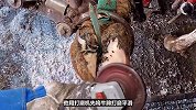 牛蹄扎进去一个螺丝钉，紧急处理超解压！