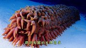 世界上最奇怪的猪，生活在深海，一碰就碎！