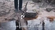 猫咪跟着主人过独木桥，为了防止爪子打湿，接下来请憋住别笑