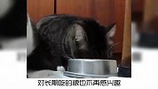 宠物冷知识：如何喂猫？