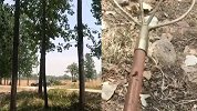 河南夫妻在麦田触爆一枚手榴弹 丈夫死亡妻子受伤