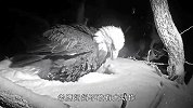 鹰妈在冰天雪地里孵娃！自己都快冻僵了，也要维持蛋的温度