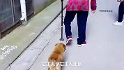 调皮狗子学主人走路！
