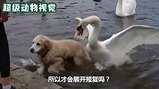 狗子正在河里游泳，不料被一只大鹅攻击，太惨了