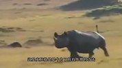 狮子和犀牛谁更厉害？它们相遇之后，没想到是这样的结局