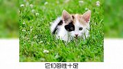 你知道猫咪毛色，也可以决定它的性格吗？
