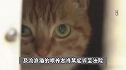 男子被流浪猫绊倒，起诉投喂者获赔24万余元，法院：构成饲养关系