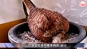 不速之客红隼闯入家中，还生下几只小宝宝，这可太让房主为难了