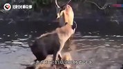 鬣狗捕杀2吨重的河马，直接“生吃”，隔着屏幕都感觉到蛋疼
