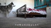 主人藏在床底下，哈士奇能找到吗？过程太逗了，哈哈