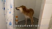 柴犬偷摸溜出去玩，回到家主人都要认不出了，太搞笑了