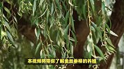 金丝垂柳的养殖方法和注意事项