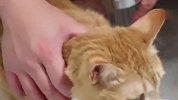 铲屎官给猫咪洗澡，结果狗子先不淡定了，看完忍住别笑