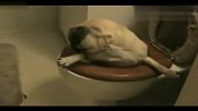 [搞笑]狗狗掉进马桶主人笑到抓狂