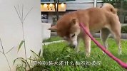 柴犬和主人出来散步，结果半道主人消失了，接下来忍住别笑