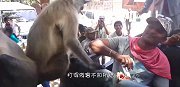 猴子霸占摩托车，男子一拖鞋扔过去，结果悲剧了