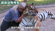 老虎跟饲养员关系友好，连睡觉都要抱在一起，让人感到欣慰