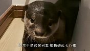 主人到处找不到水獭，跑到厕所一看，差点气晕