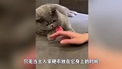 呆萌猫咪模仿能力有多强？越来越狗里狗气！