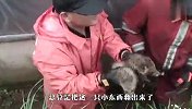 排水沟中频传奇怪叫声，竟是这么可爱的小家伙，捡到宝了！