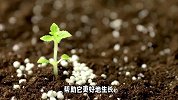 假昙花的养殖方法和注意事项