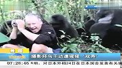 摄影师乌干达遭猩猩戏弄-1月26日