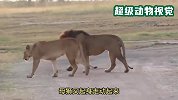 母狮到了发情期，雄狮一直跟着形影不离，最后却让雄狮后悔