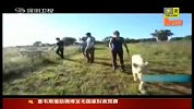 正午三十分-20120505-“遛狮子”漫步草原，南非旅游业者吸引游客出猛招