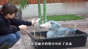 大白鹳发脾气不肯吃鱼，饲养员小姐姐哄了好久，场面太搞笑了吧