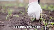 香堇的养殖方法和注意事项