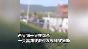 男子校内自带装备虐杀流浪猫，被学生拦截后嘶吼自残，警方回应