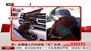 老鹰撞上汽车却毫“毛”无损